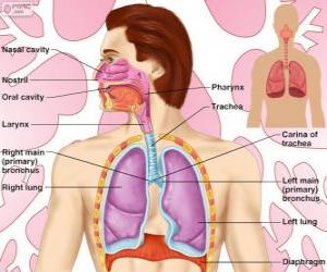Puzzle Το αναπνευστικό σύστημα (Αγγλικά)
